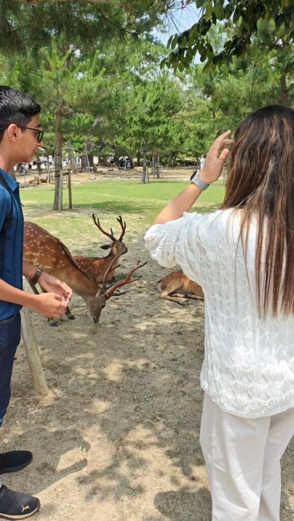 Visitors interacting up close with wild Sika deer resting on a sunny day at Nara Park.
