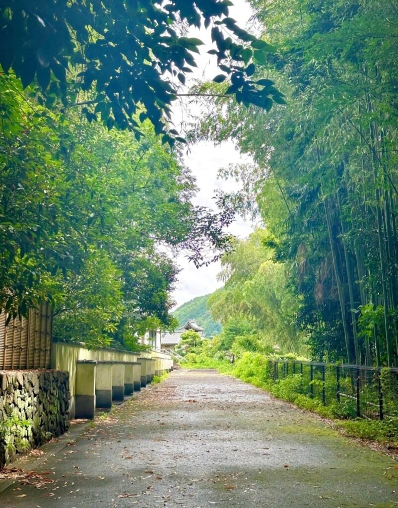 A QUIET PATHWAY LINED WITH TALL GREEN BAMBOO TRESS AND A TRADITIONAL JAPANESE WALL IN ARSHIYAMA , KYOTO