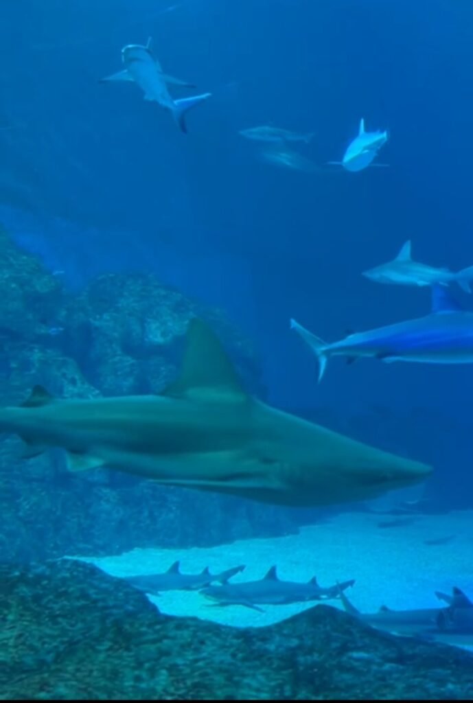 Large sharks and marine life swimming inside a deep blue aquarium ocean habitat.